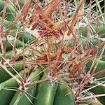 Ferocactus pilosus Іншае