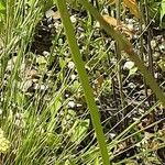 Cephalaria gigantea Bark