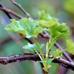 Ribes rubrum Cortiza