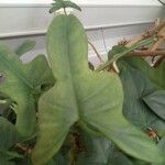 Philodendron panduriforme Blad