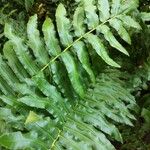 Blechnum cordatum ഇല