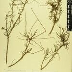 Phyllanthus clarkei Other