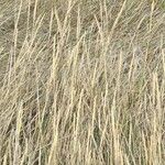 Calamagrostis arenariaList