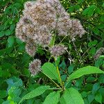 Eutrochium purpureum Flor