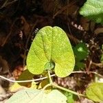 Aristolochia paucinervis List