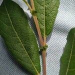 Salix cinerea Celota