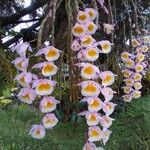 Dendrobium crepidatum Blüte