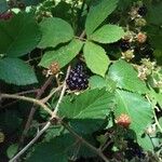 Rubus radula Fruit