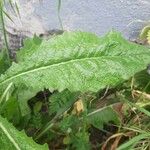 Lactuca virosa Leaf