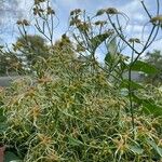 Clematis recta Folla