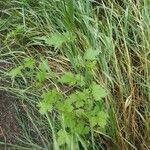 Geum urbanumYaprak