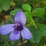 Dyschoriste thunbergiiflora Flor