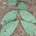 Julbernardia seretii Hoja