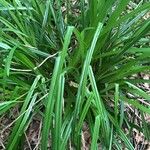 Carex pendula Habit