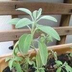 Salvia officinalisЛисток