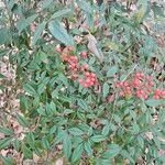 Nandina domesticaBlad