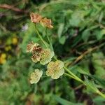 Bupleurum angulosum Flor