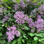 Syringa pubescens Flower