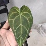 Anthurium crystallinum List