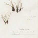 Eleocharis quinqueflora Yeri