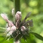 Leonurus quinquelobatus Flor