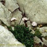 Valeriana apula Habit