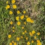 Chaenactis glabriuscula Blomma