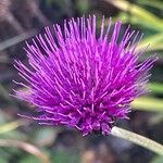 Cirsium rivulare 花