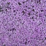 Phlox caespitosa Flor