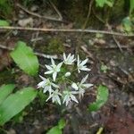 Allium ursinumFlower