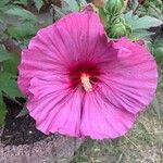 Hibiscus palustris Flower