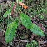 Hieracium scabrum Habitus