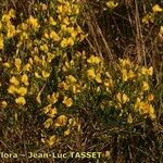 Genista salzmannii Habit