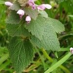 Lamium hybridumYaprak