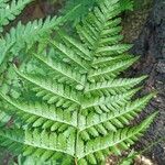 Dryopteris carthusiana برگ