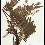 Cyathea surinamensis Лист