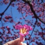 Handroanthus impetiginosus Flower