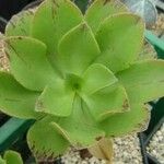 Aeonium glutinosum Blatt