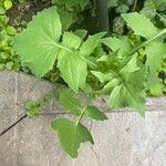 Lactuca floridanaLeaf
