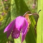 Bletilla striata 花