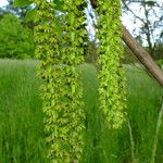 Juglans mandshurica Flor