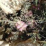 Astragalus angustifolius 葉