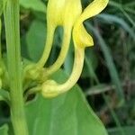 Aristolochia clematitis Flower