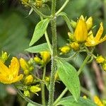 Hypericum hirsutum Leaf