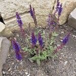 Salvia nemorosa 整株植物