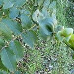 Coriaria ruscifolia ᱮᱴᱟᱜ