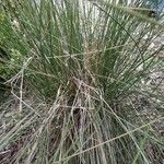 Muhlenbergia capillaris Хабит