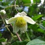 Clematis mauritiana Flower