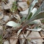 Pardoglossum cheirifolium Leaf