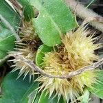 Alternanthera pungens Floro